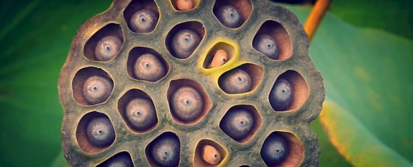 Understanding trypophobia, a fear of holes