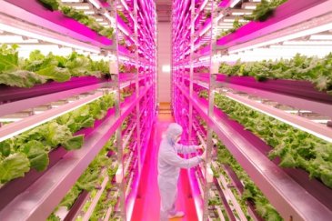 This indoor farm is 100 times more productive than outdoor fields