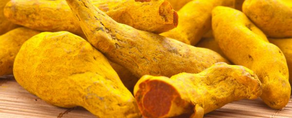 Curry ingredient curcumin found to suppress traumatic memories