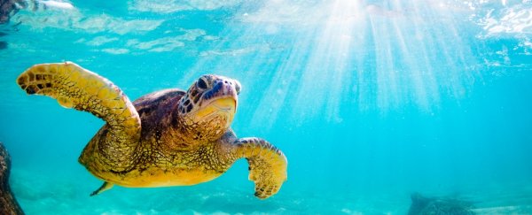 Sea turtles are coming back from the brink of extinction, well done everybody