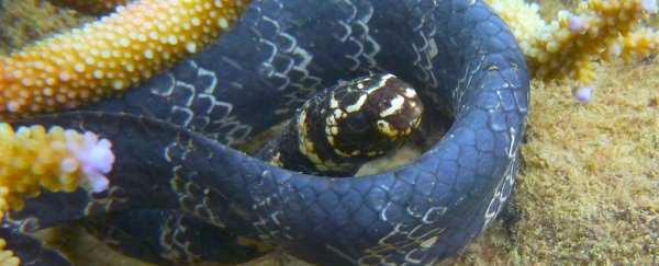 Our waters are getting so polluted sea snakes are turning black to cope