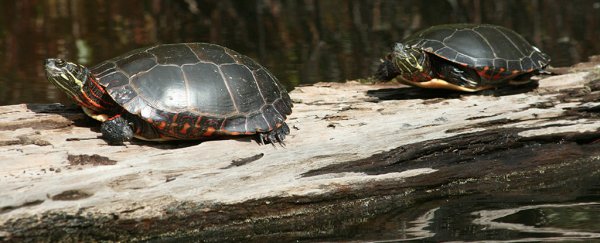 Turtles breathe through their butts to survive in frozen ponds