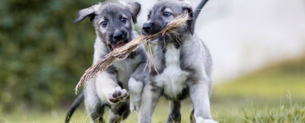 A dog has just given birth to the world's first identical twin puppies