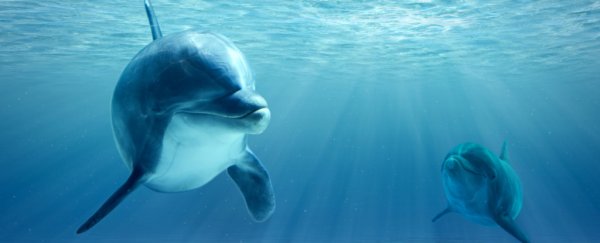 Dolphins just became the first wild animals to show traces of Alzheimer's disease