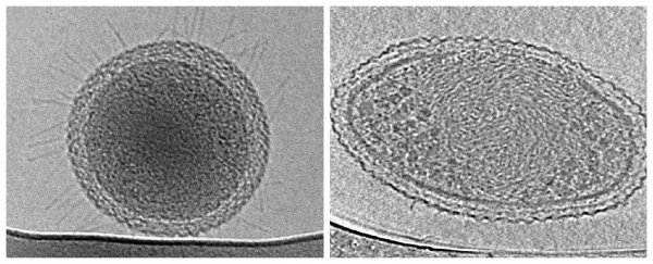 New images reveal the tiniest known life-forms on Earth