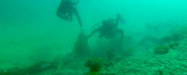 A mysterious underwater forest warns of Earth's rapidly changing climate
