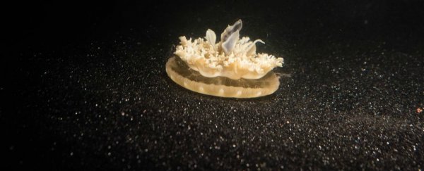 Three students just discovered the first brainless animal that sleeps