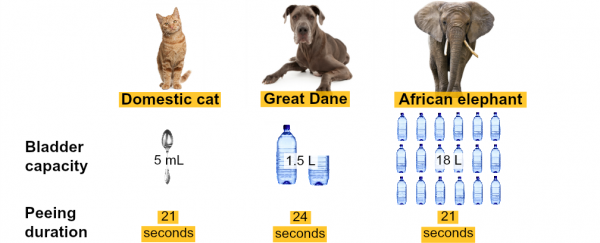 Most mammals take 21 seconds to pee, regardless of their size