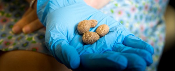 10,900 year-old mashed potatoes found in Utah by archaeologists