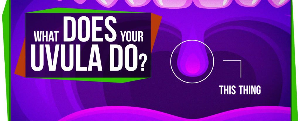 Watch: What Does Your Uvula Do? : ScienceAlert