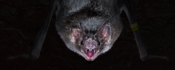 Vampire Bats are Killing Hundreds of Cattle In Peru Every Year