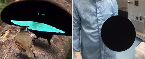 These birds have evolved feathers as black as the blackest material on Earth
