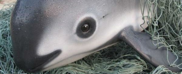 This strange creature you've never heard of could cease to exist by 2018