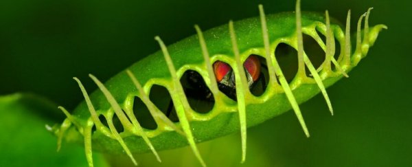 Here's how carnivorous plants munch on their prey