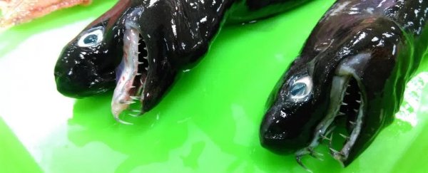 Rare sharks with bizarre jaws have turned up off the coast of Taiwan