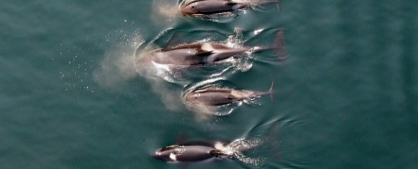 WATCH: A drone has captured world-first footage of killer whales