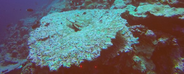 Scientists just discovered yet another coral reef devastated by global warming
