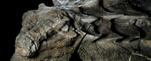 A new dinosaur fossil found in Alberta is so well-preserved it looks like a statue