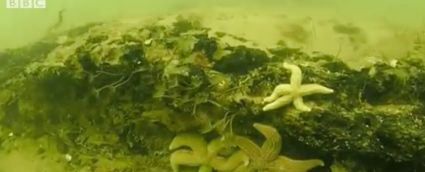 Scuba diver discovers 10,000-year-old forest underwater