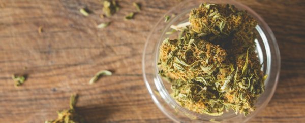 11 findings from one of the most comprehensive studies ever on marijuana's health effects