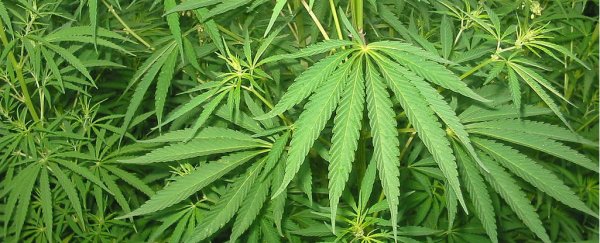 Marijuana extract could reduce the frequency of epileptic seizures