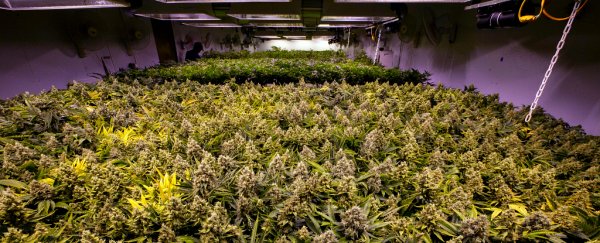Scientists claim the US government is still limiting cannabis research
