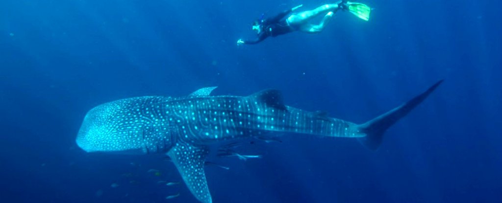 Science Reveals Why The Mysterious Whale Shark Gets So Big : ScienceAlert