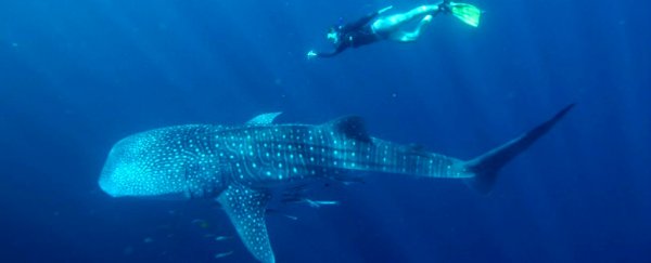 Science reveals why the mysterious whale shark gets so big