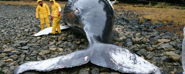Solar storms could be driving hundreds of whales to strand themselves in global die-off events