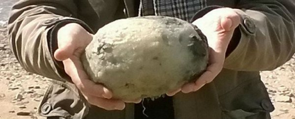 Couple set to make $100,000 off a lump of whale vomit found on a beach