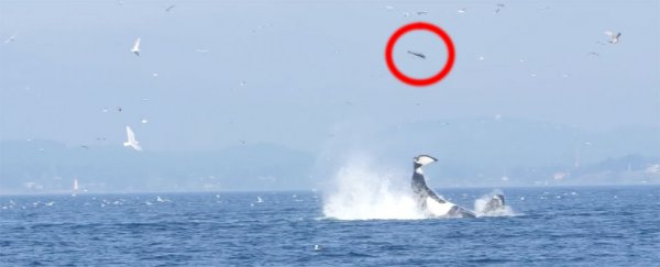 Watch: This killer whale punted a seal 30 metres in the air like it was kicking a field goal