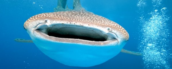 In a historical agreement, several sharks just received major worldwide protection