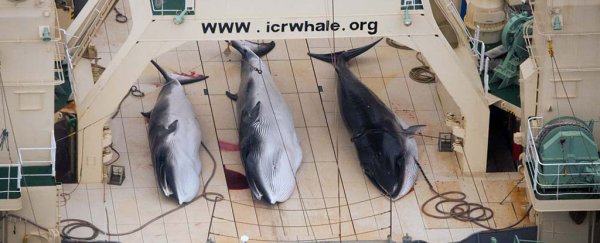 Japan stuns world by announcing it will resume whaling in Antarctic Ocean despite ban