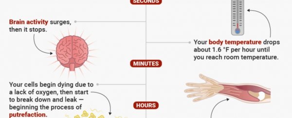 What happens to your body after you die?
