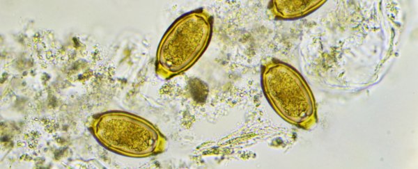 Parasitic worm eggs might soon be sold as a food supplement in Germany