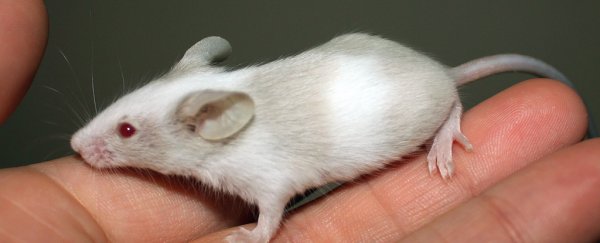 A new treatment stops OCD in mice in minutes