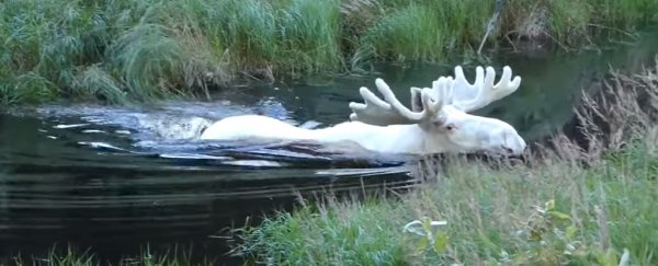 The internet is freaking out over this bizarre, completely white moose