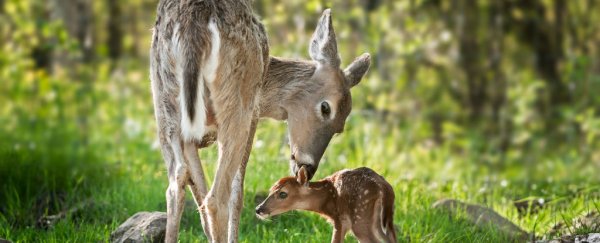 Nearly 25% of white-tailed deer on America's East Coast have malaria
