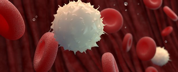 We finally know how our immune cells remember diseases for so long
