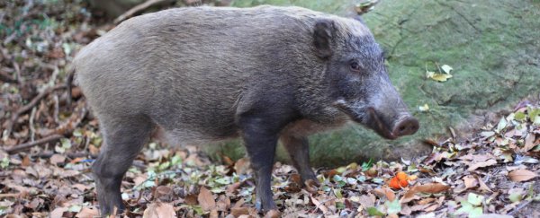 Thousands of radioactive boars are tearing through Fukushima, and no one knows how to stop them