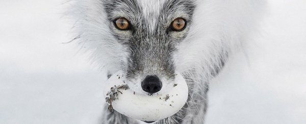 The most stunning wildlife photos of 2017 are here and holy crap