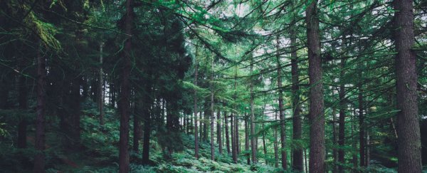 Scientists have discovered incredible 'lost' forests that would cover 60% of Australia
