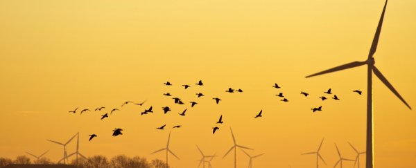 Here's why wind farms are hardly the bird slayers they're made out to be