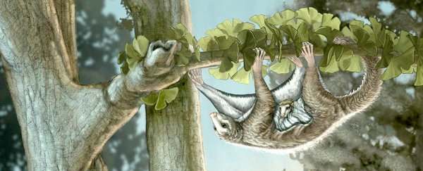 The first gliding mammals took to the skies while dinosaurs still roamed