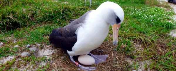 The world's oldest known wild bird is about to become a mum at 67, baffling scientists