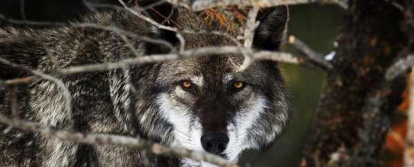 Your dog is probably dumber than a wolf, and here's why