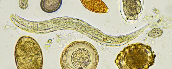 Ancient poo is the first-ever confirmation Hippocrates was right about parasites