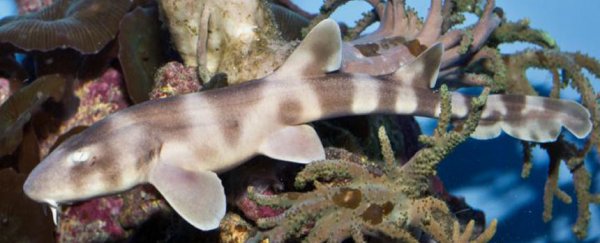 This is how a shark gave birth after not mating for almost four years