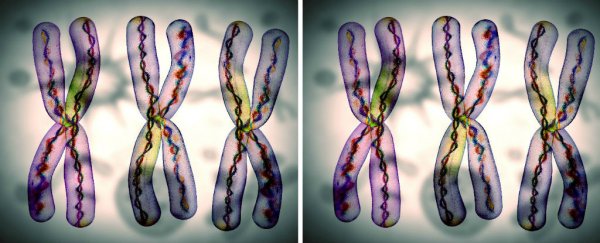 Here's why the X chromosome evolved to be so weird