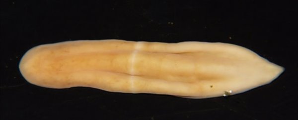 These deep sea worms without butts likely haven't evolved for millions of years